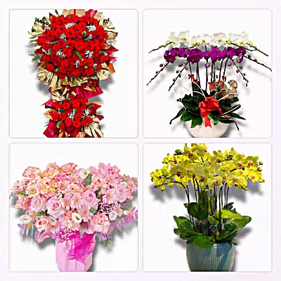 Đặt Hoa Tươi Tại Ba Đồn, Quảng Bình - Giao Tận Nơi